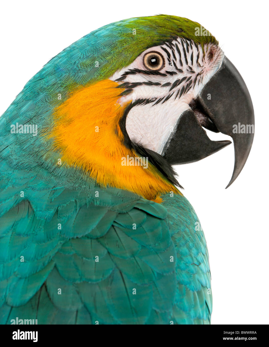 Close-up of Blue and Yellow Macaw, Ara Ararauna, in front of white background Stock Photo