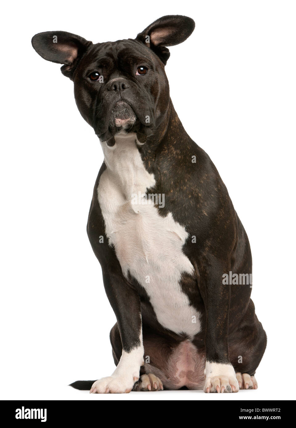 Mixed-breed dog, 3 years old, sitting in front of white background Stock Photo