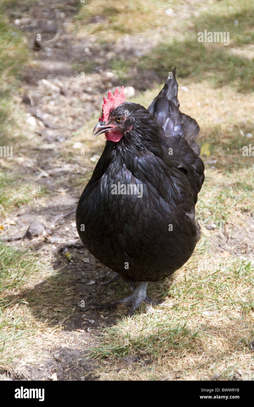 Scots Dumpy hen Stock Photo
