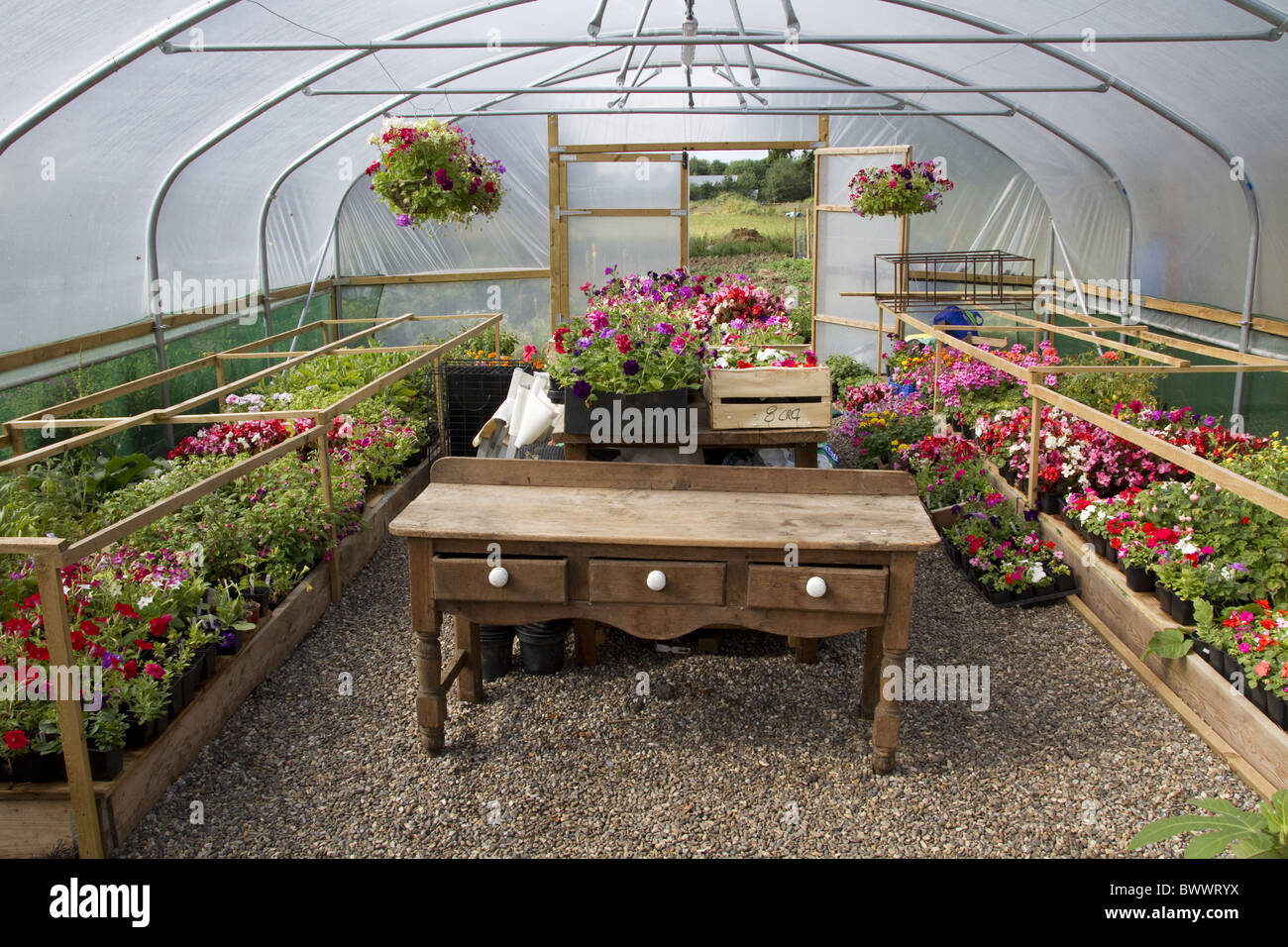 Flowers growing in poly tunnel Stock Photo Alamy