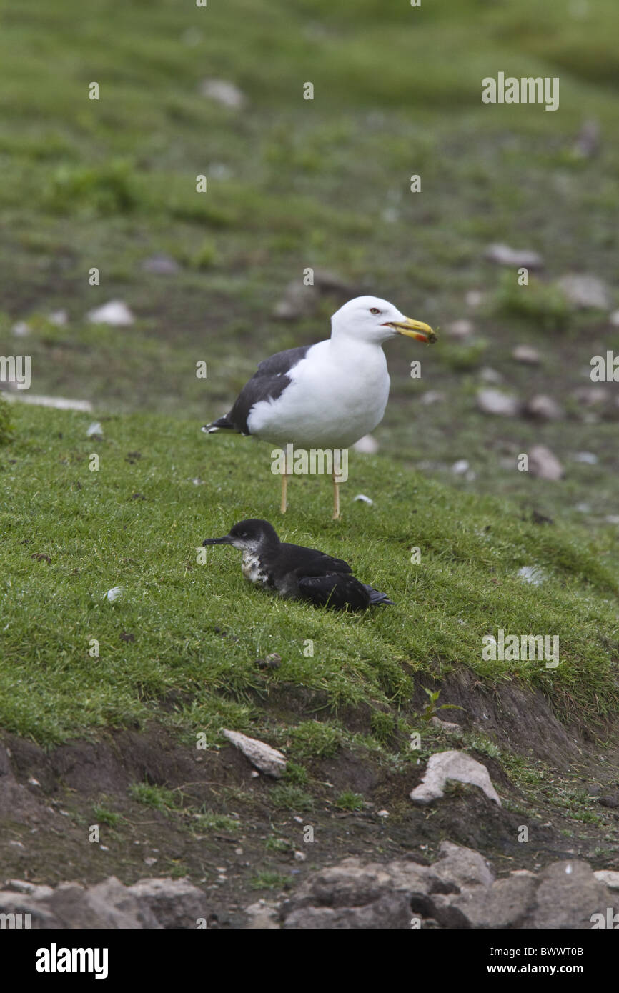 Lesser Black backed gull eyeing up Manx Stock Photo