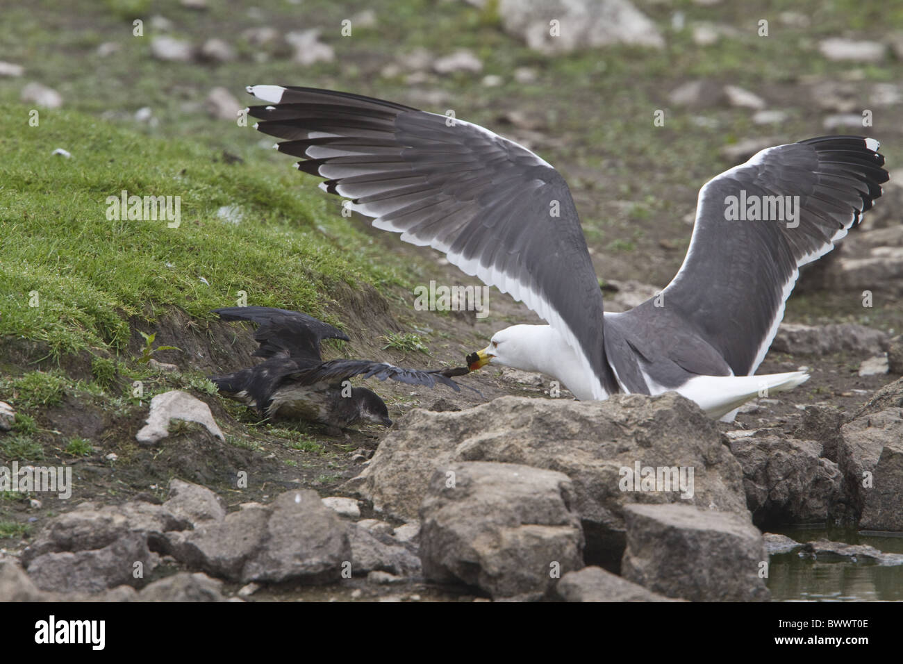 Lesser Black backed gull attacking Manx Stock Photo