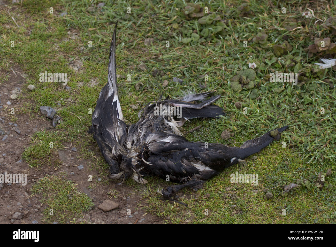 Dead Manx Shearwater probably killed by short Stock Photo