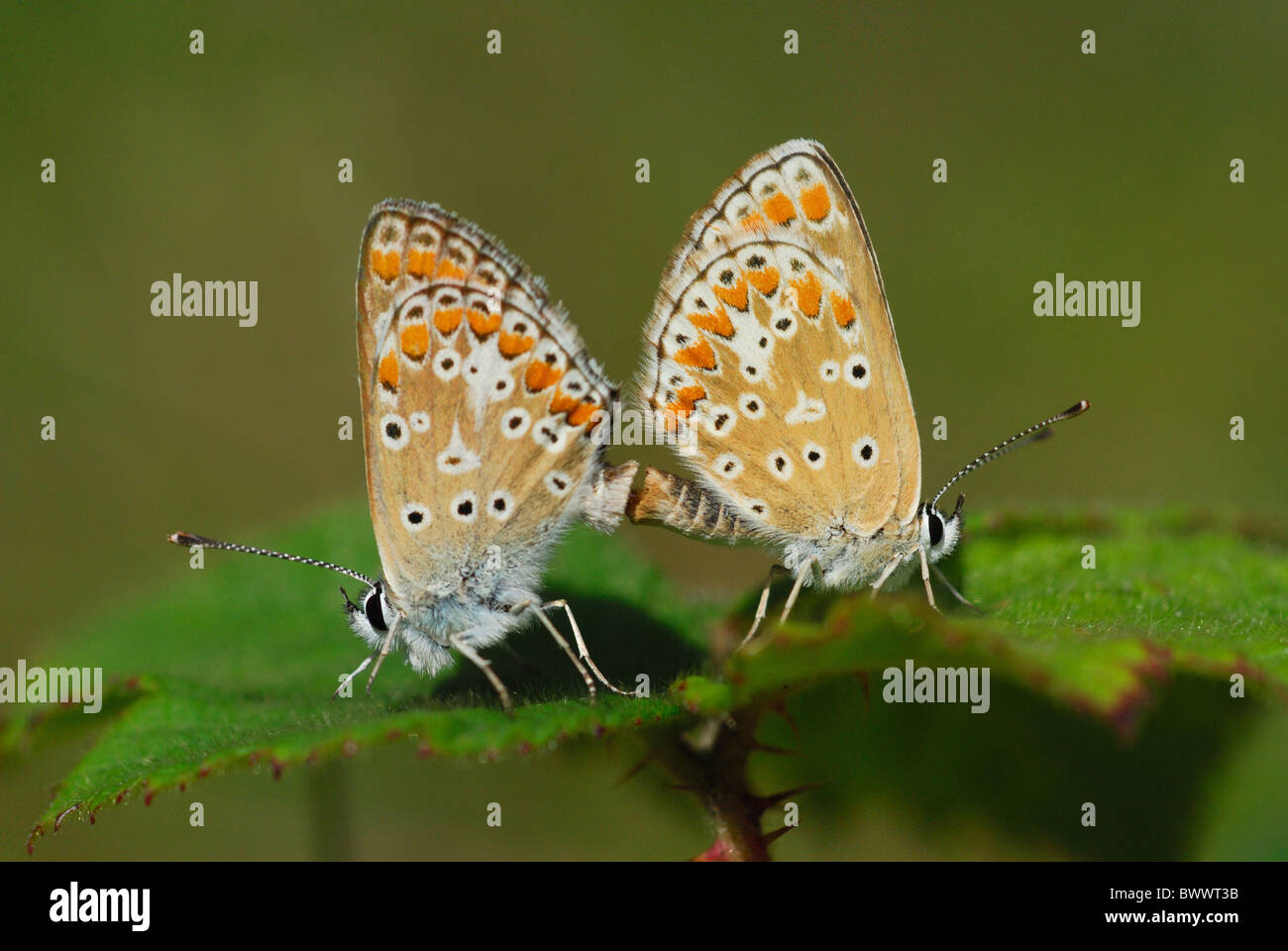 animal animals butterfly butterflies insect insects invertebrate invertebrates argus arthropod arthropods europe european Stock Photo