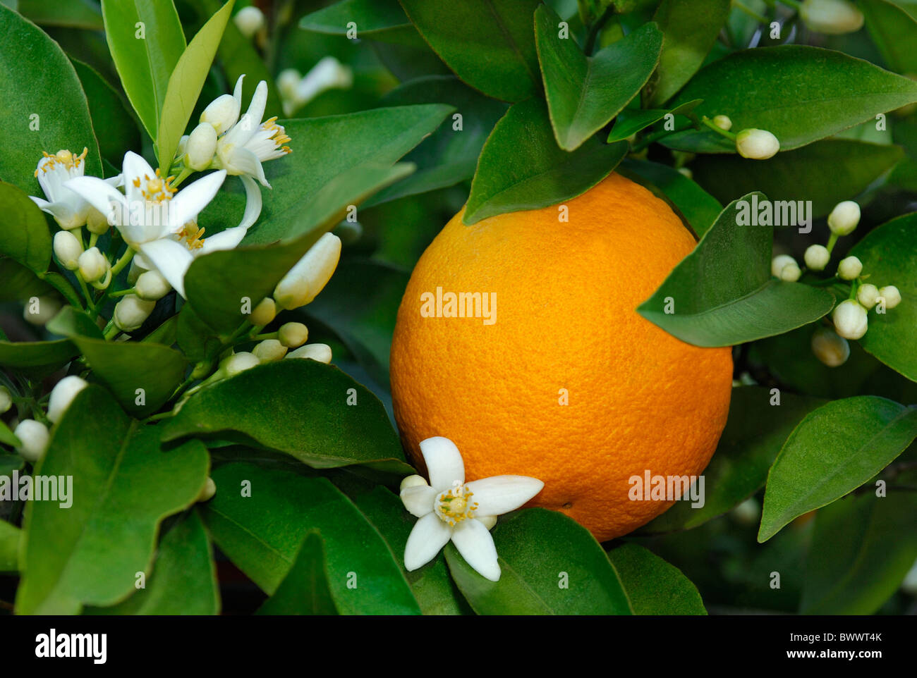 Orange blossoms and orange on the bush Stock Photo