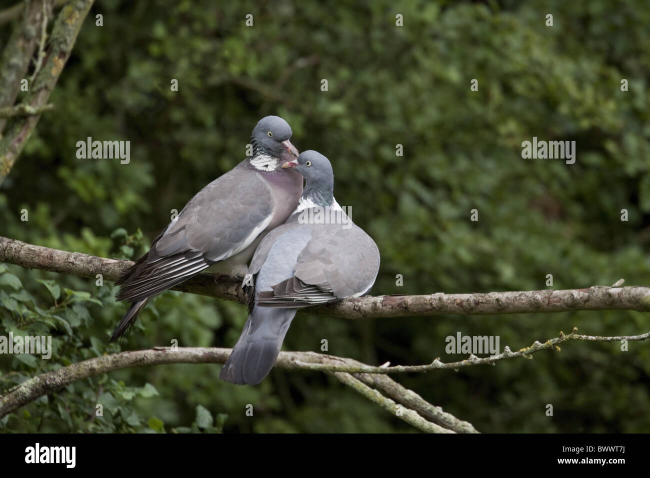 wood-pigeon-pair-stock-photo-alamy