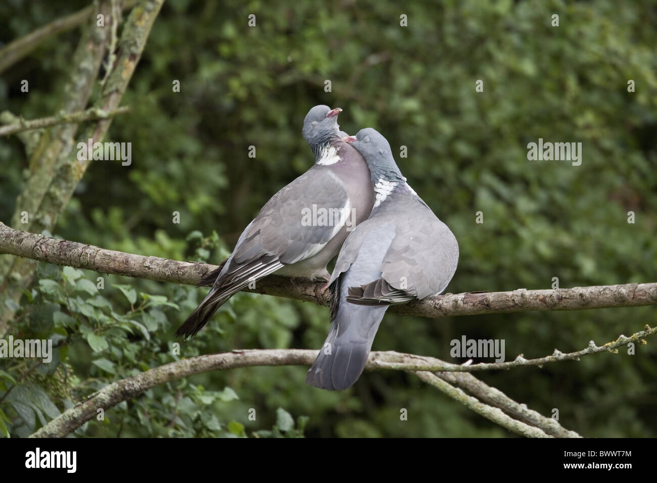 Wood Pigeon pair bonding Stock Photo