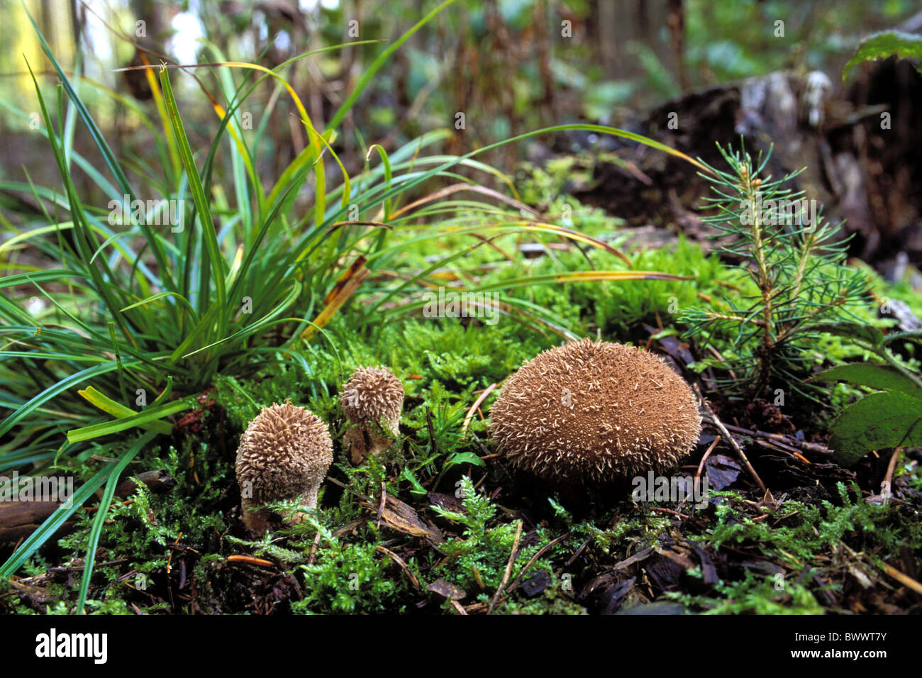 Spiny Puffball, Spring Puffball (Lycoperdon echinatum). Stock Photo