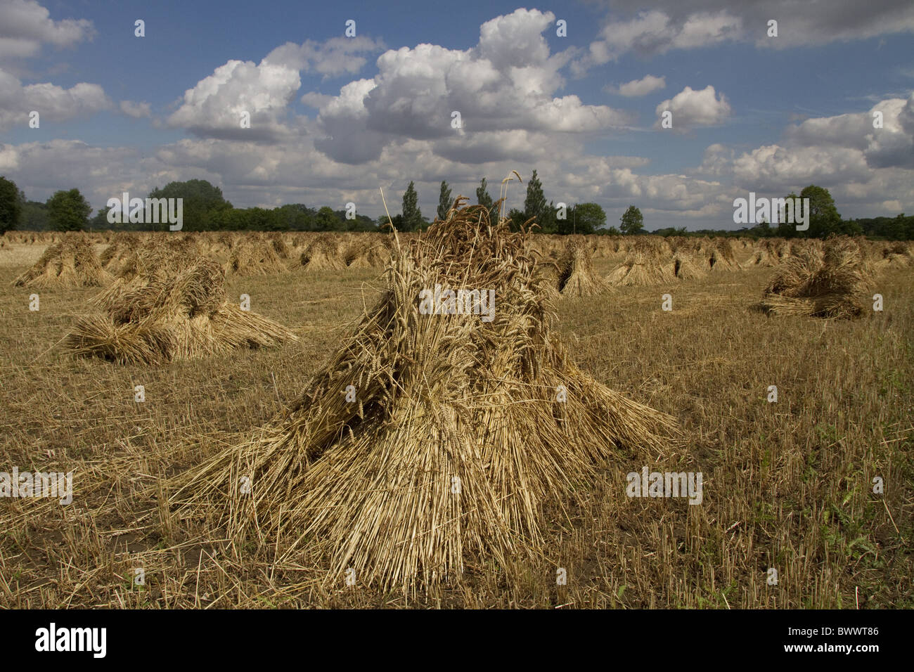 The best quality thatching straw is grown from older wheat varieties