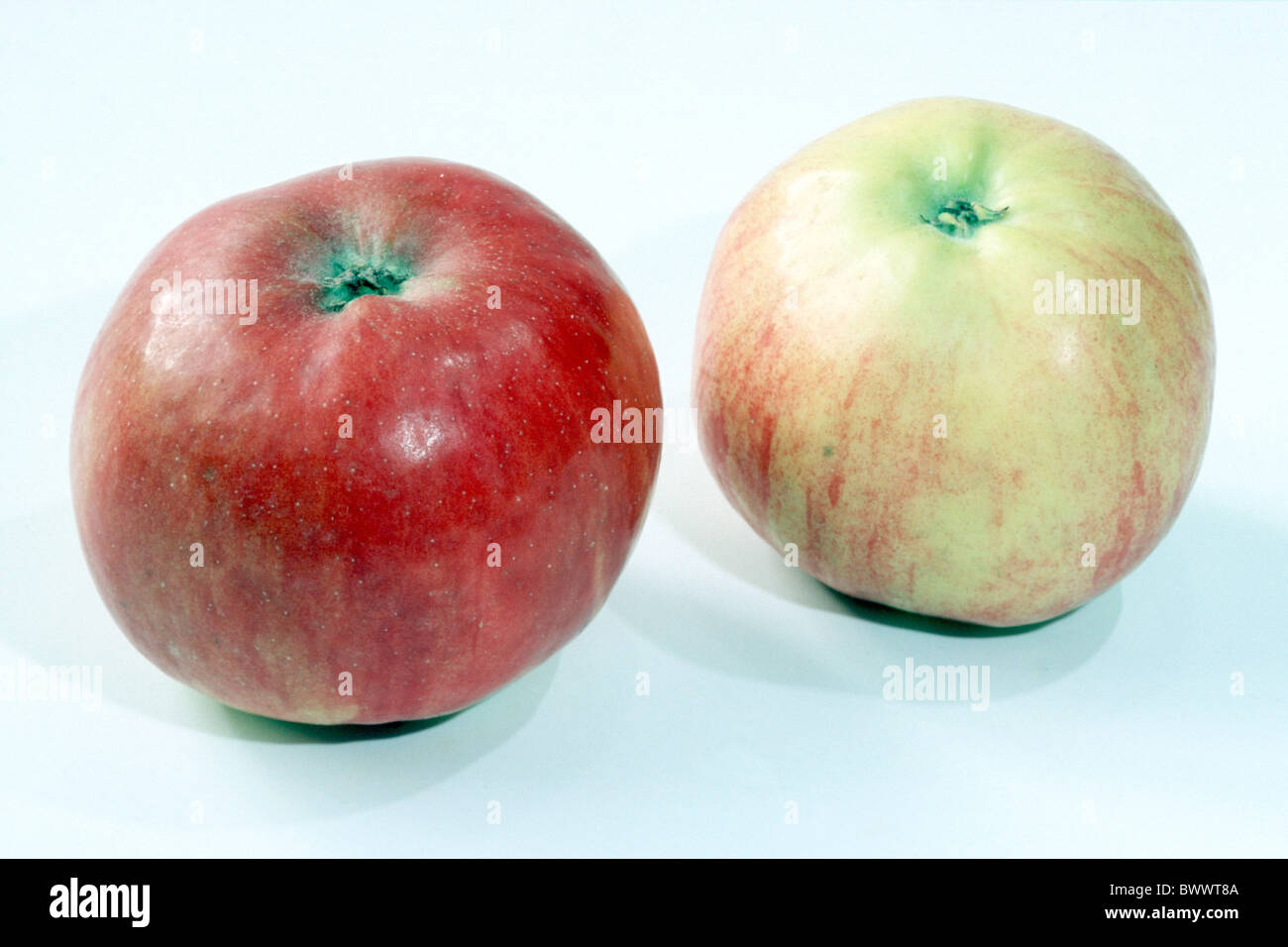 Domestic Apple (Malus domestica), variety: Idared, studio picture. Stock Photo