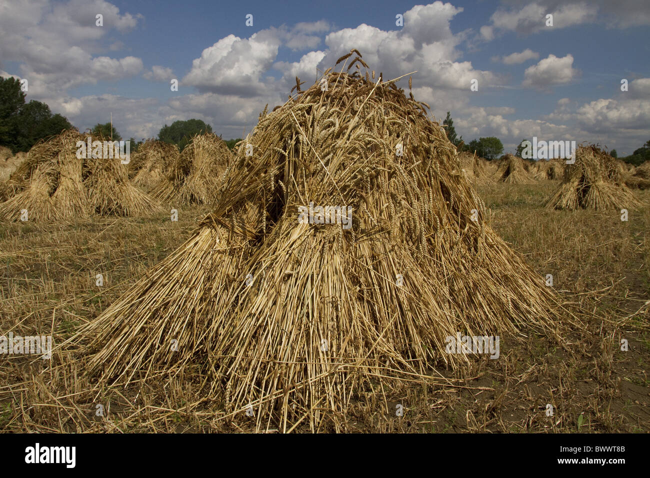 The best quality thatching straw is grown from older wheat varieties