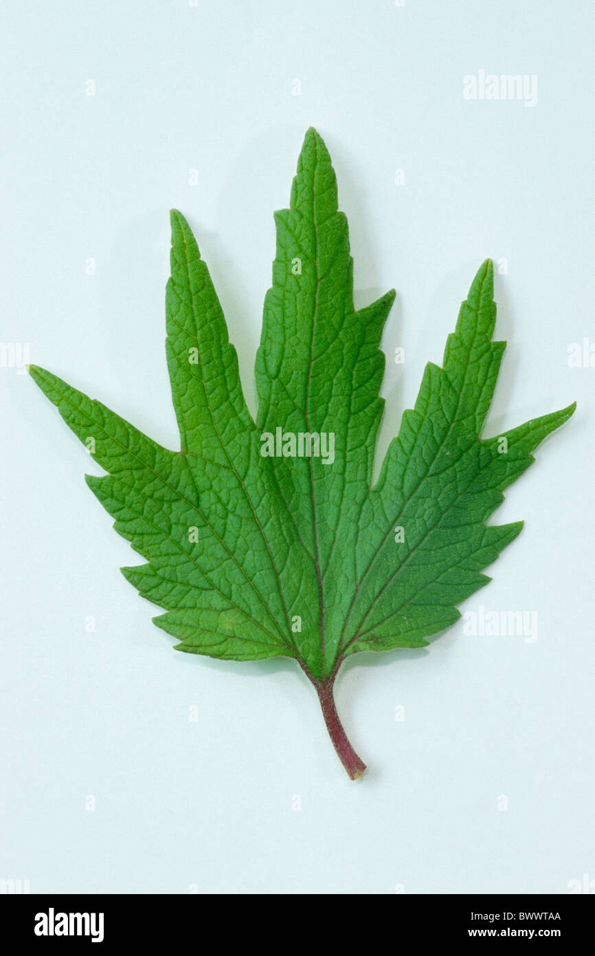 Motherwort (Leonurus cardiaca), leaf, studio picture. Stock Photo