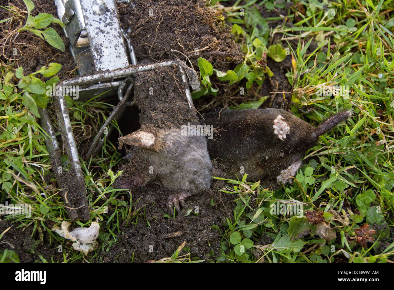 Mole caught in trap Stock Photo
