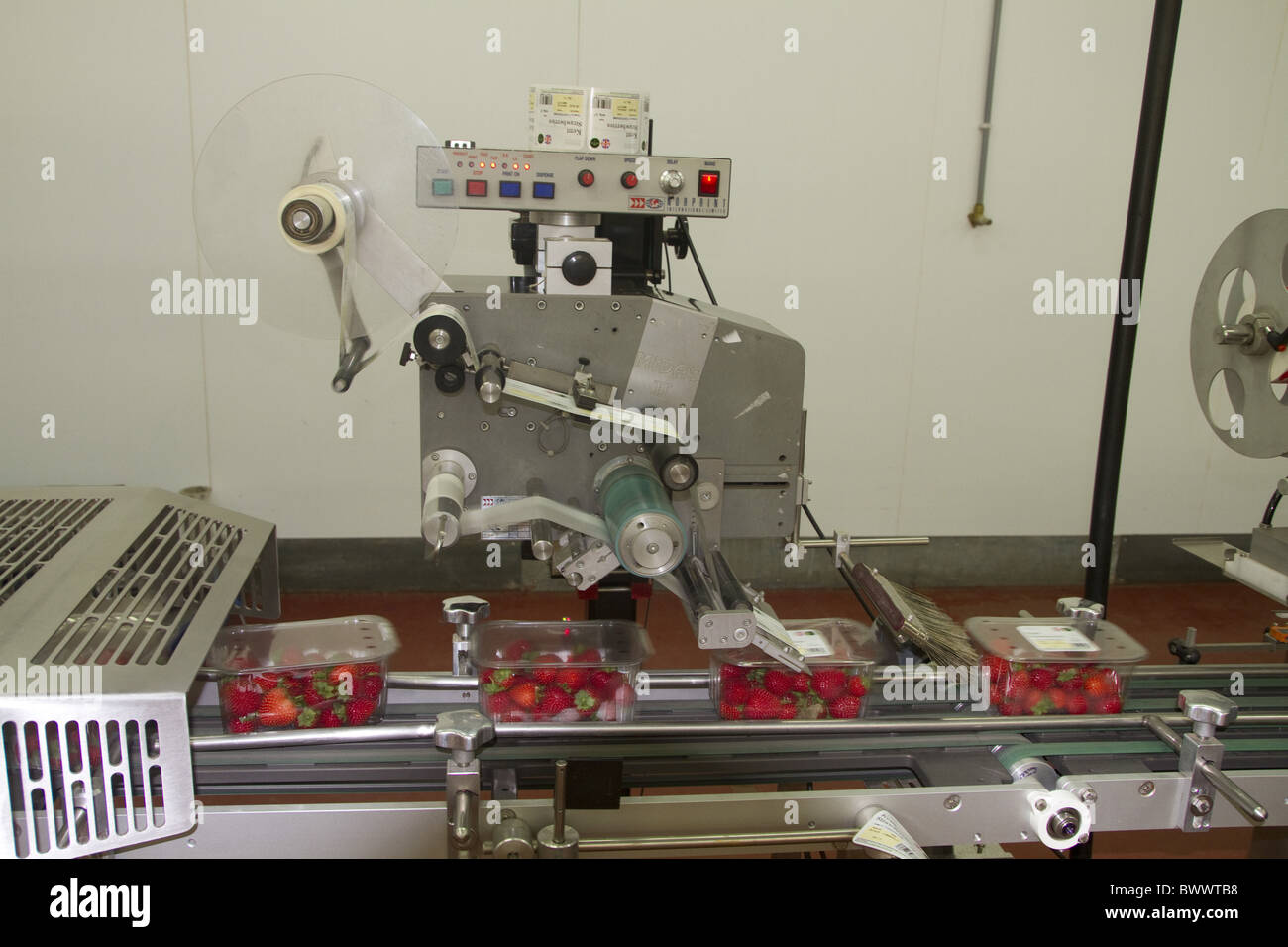 Strawberry production line punnets being packed Stock Photo - Alamy