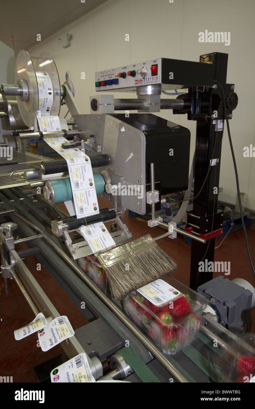 Packing strawberry punnets hi-res stock photography and images - Alamy