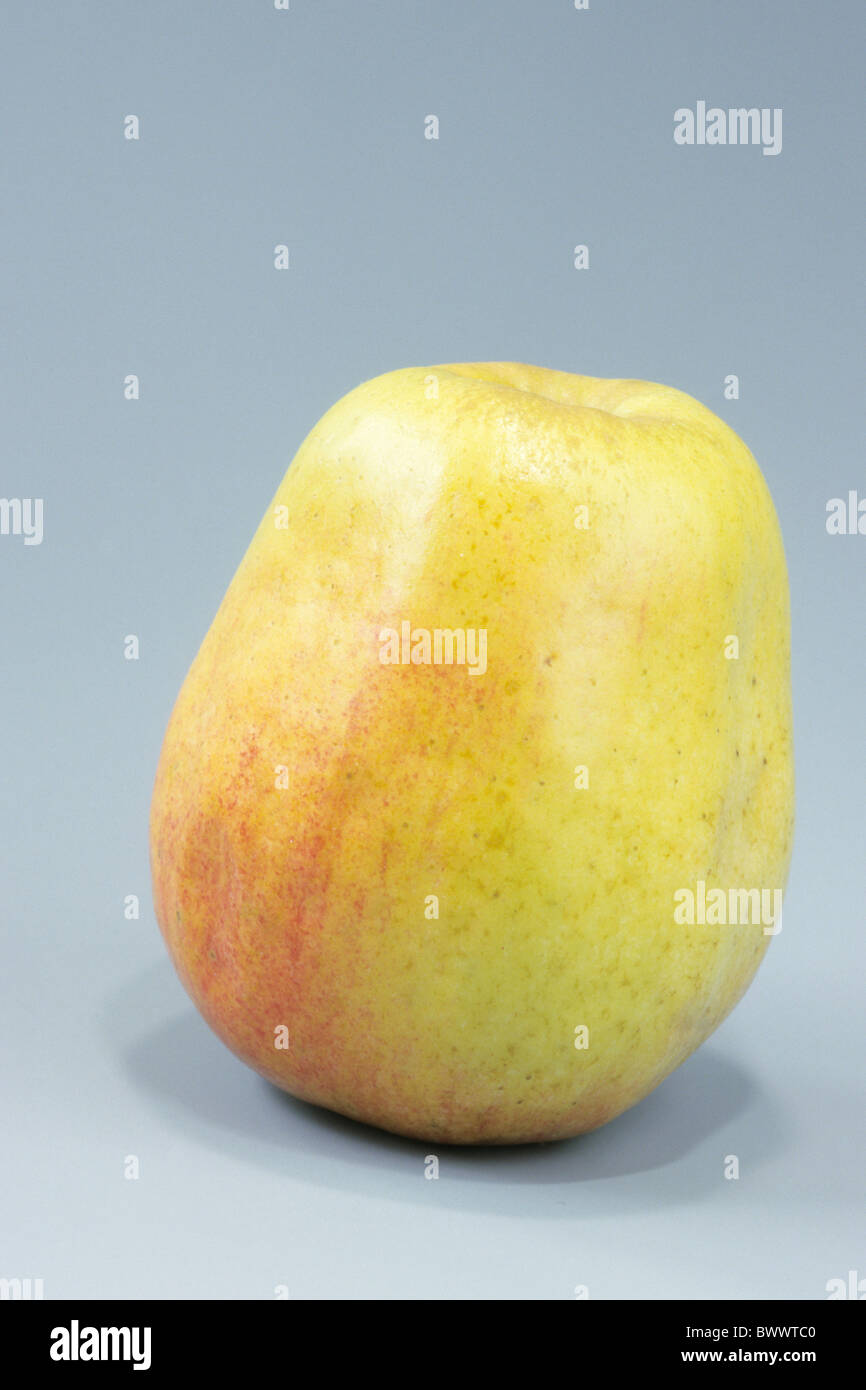 Domestic Apple (Malus domestica), variety: Finkenwerder Herbstprinz, apple, studio picture. Stock Photo