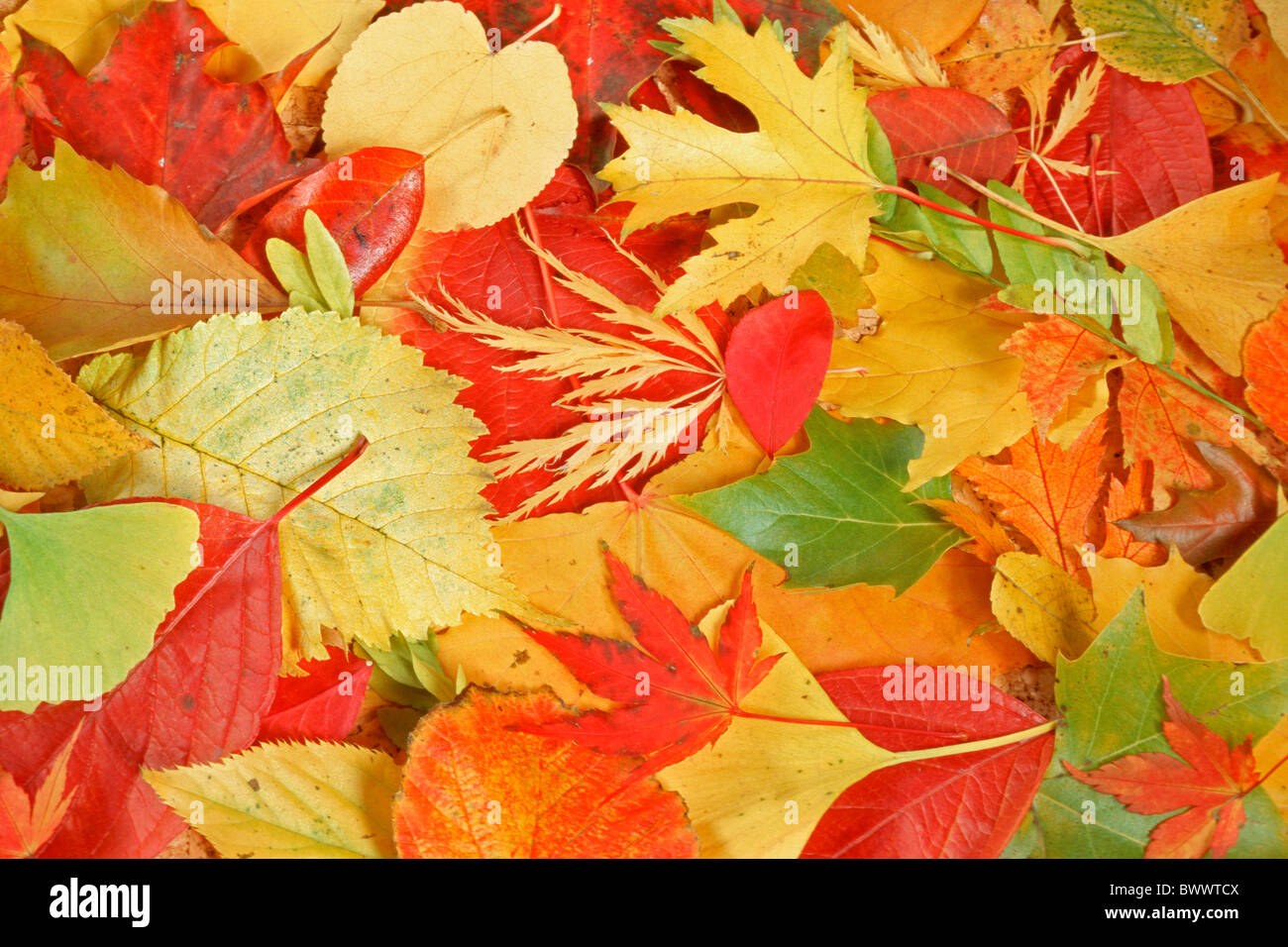 Colorful autumn leaves. Stock Photo