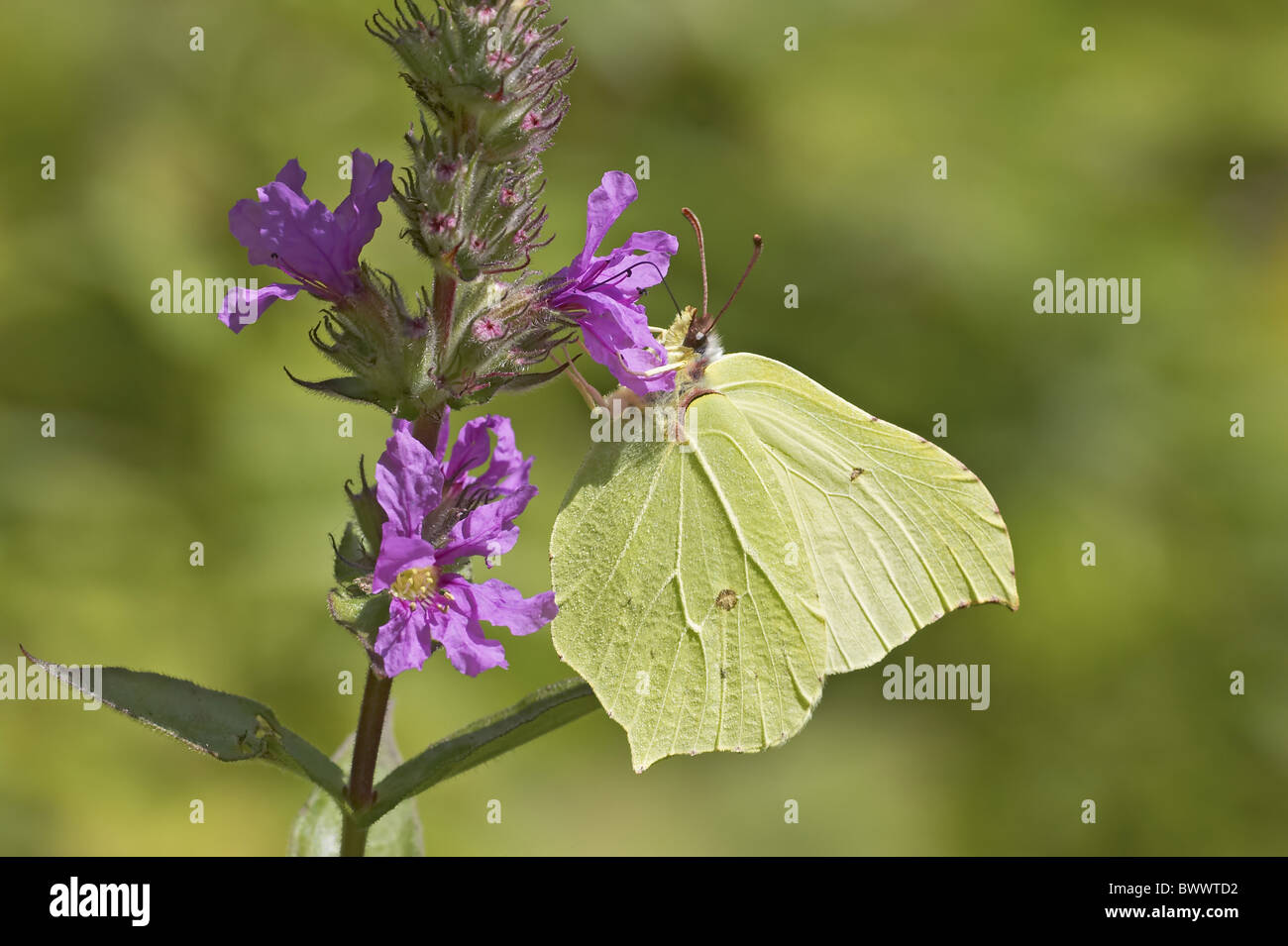 Brimstone Butterfly (Gonepteryx rhamni) adult, feeding on Purple Loosestrife (Lythrum salicaria) flowers, Warwickshire, Stock Photo