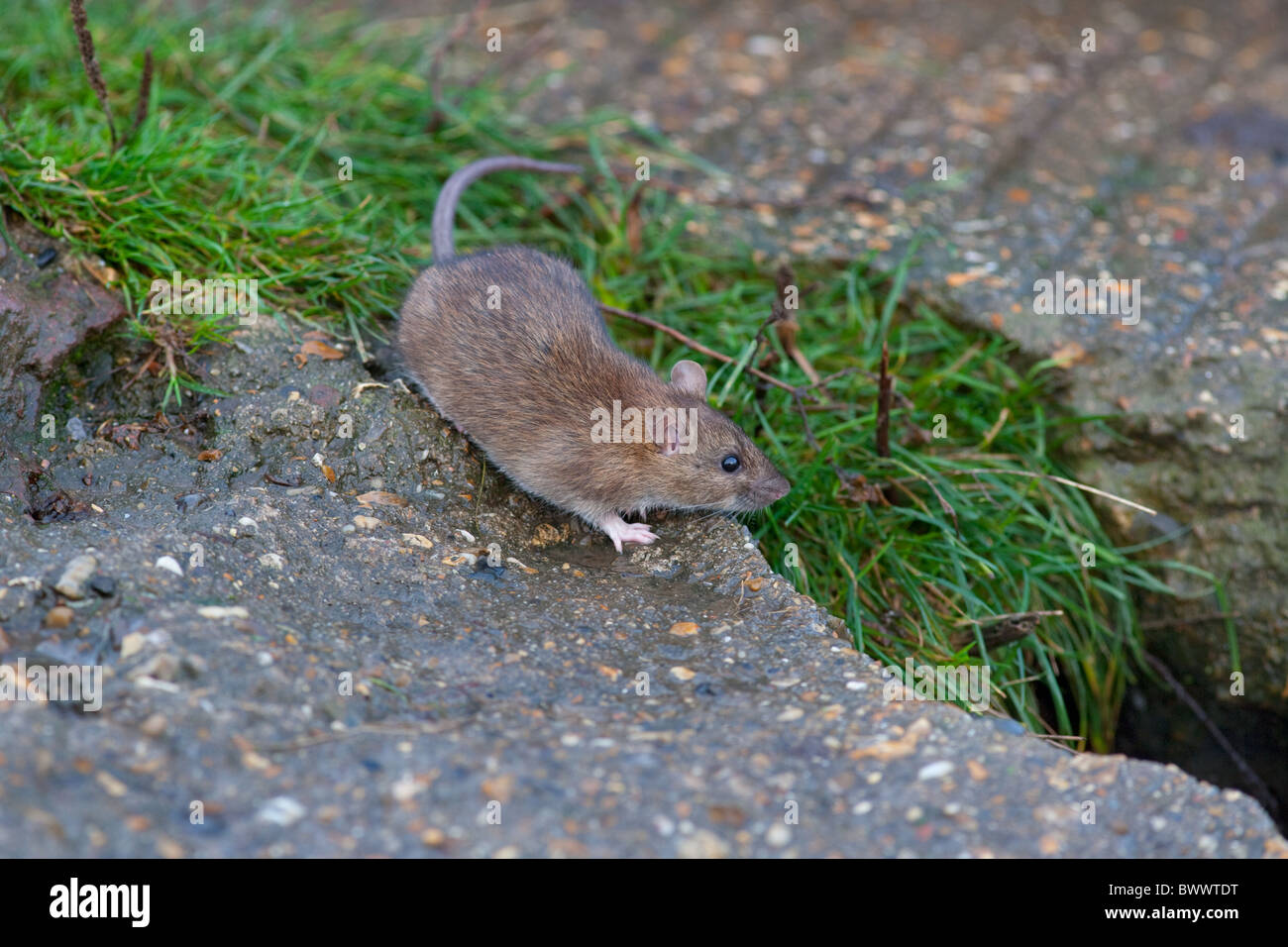 Brown rat Rattus norvegicus feeding on the edge of a duck pond eating