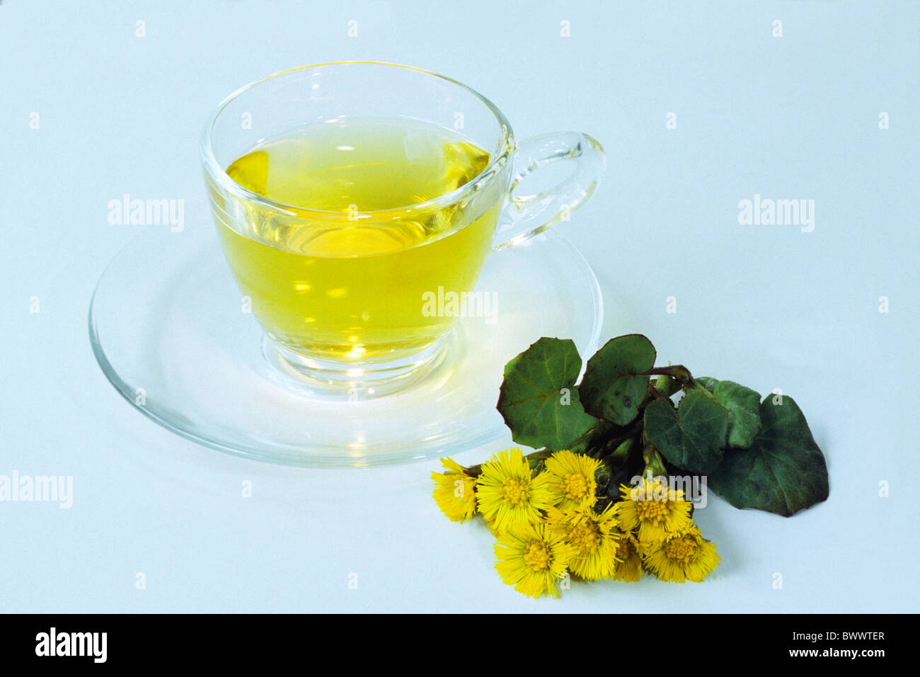 Coltsfoot (Tussilago farfara), cup of tea and flower, studio picture. Stock Photo