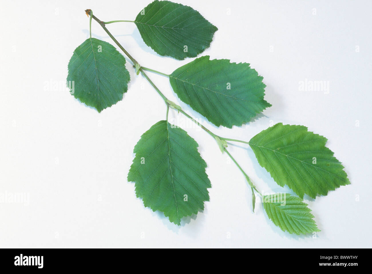 Grey Alder (Alnus incana), twig with leaves, studio picture. Stock Photo