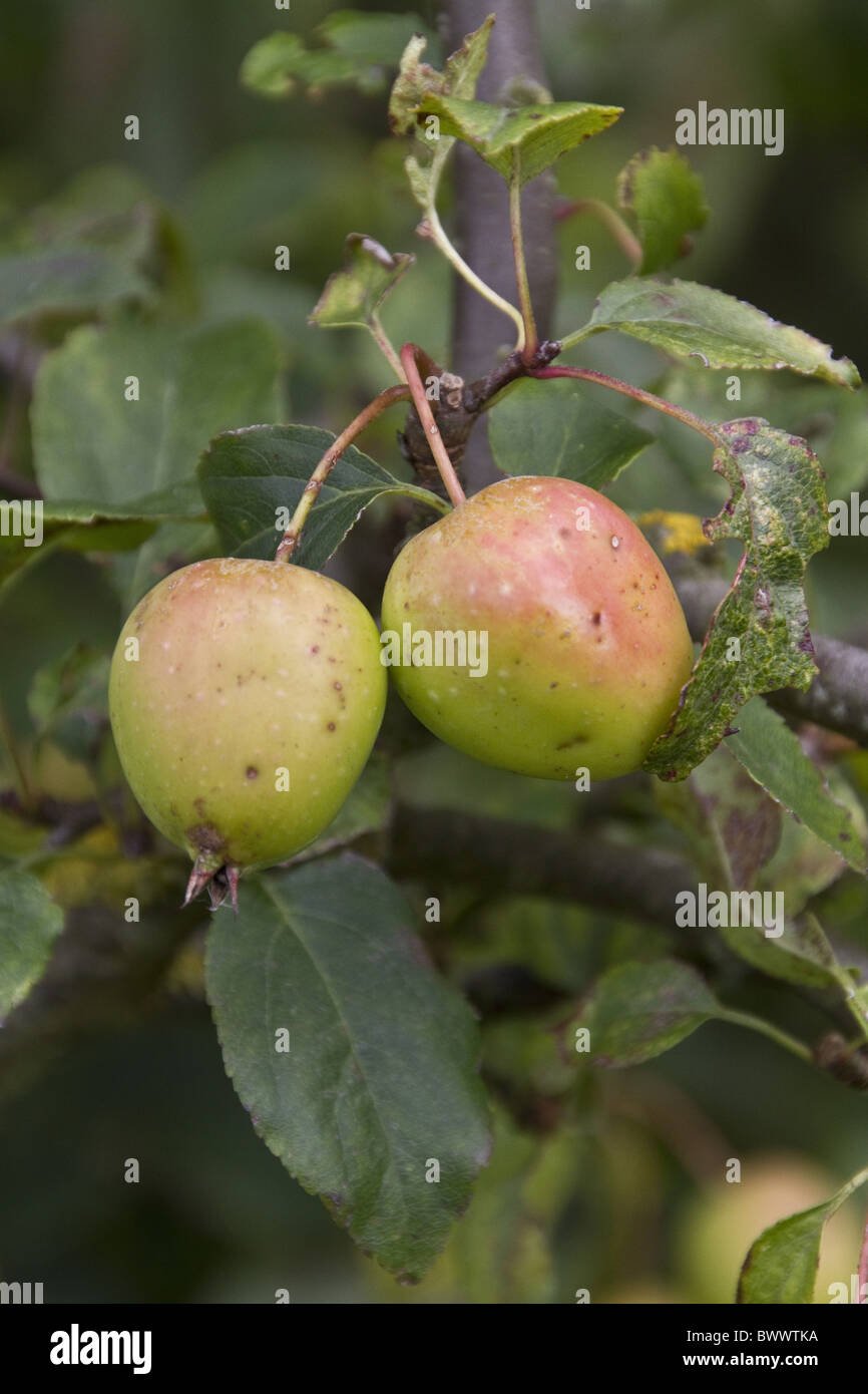 Crab apple, autumn fruits Stock Photo Alamy