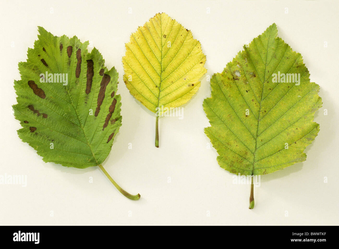 Grey Alder (Alnus incana), leaves, studio picture. Stock Photo
