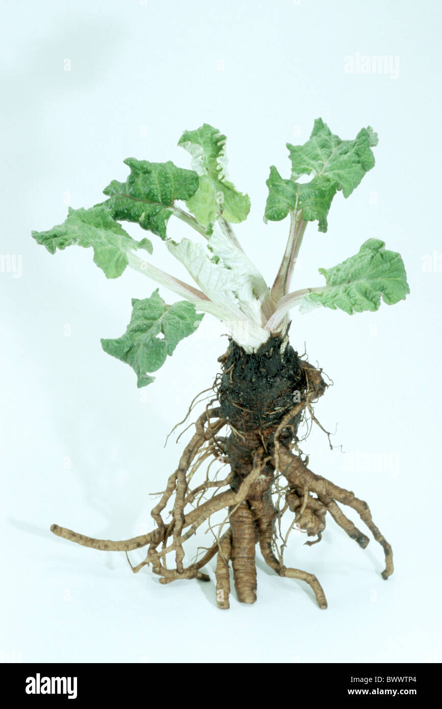 Sunflower plant root hi-res stock photography and images - Alamy