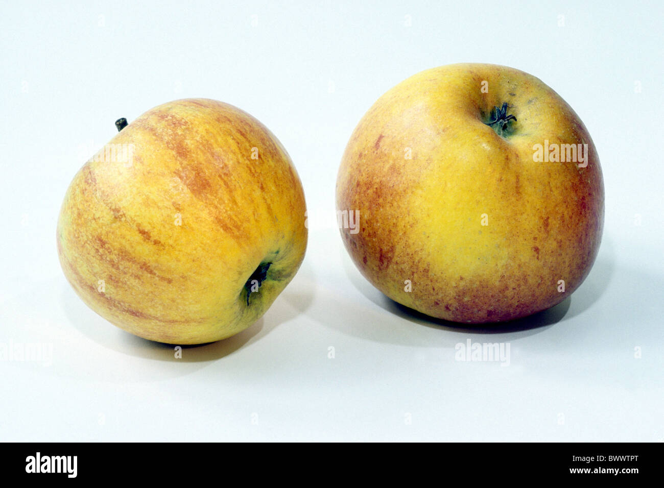 Domestic Apple (Malus domestica), variety: Goldparmaene, two fruit, studio picture. Stock Photo