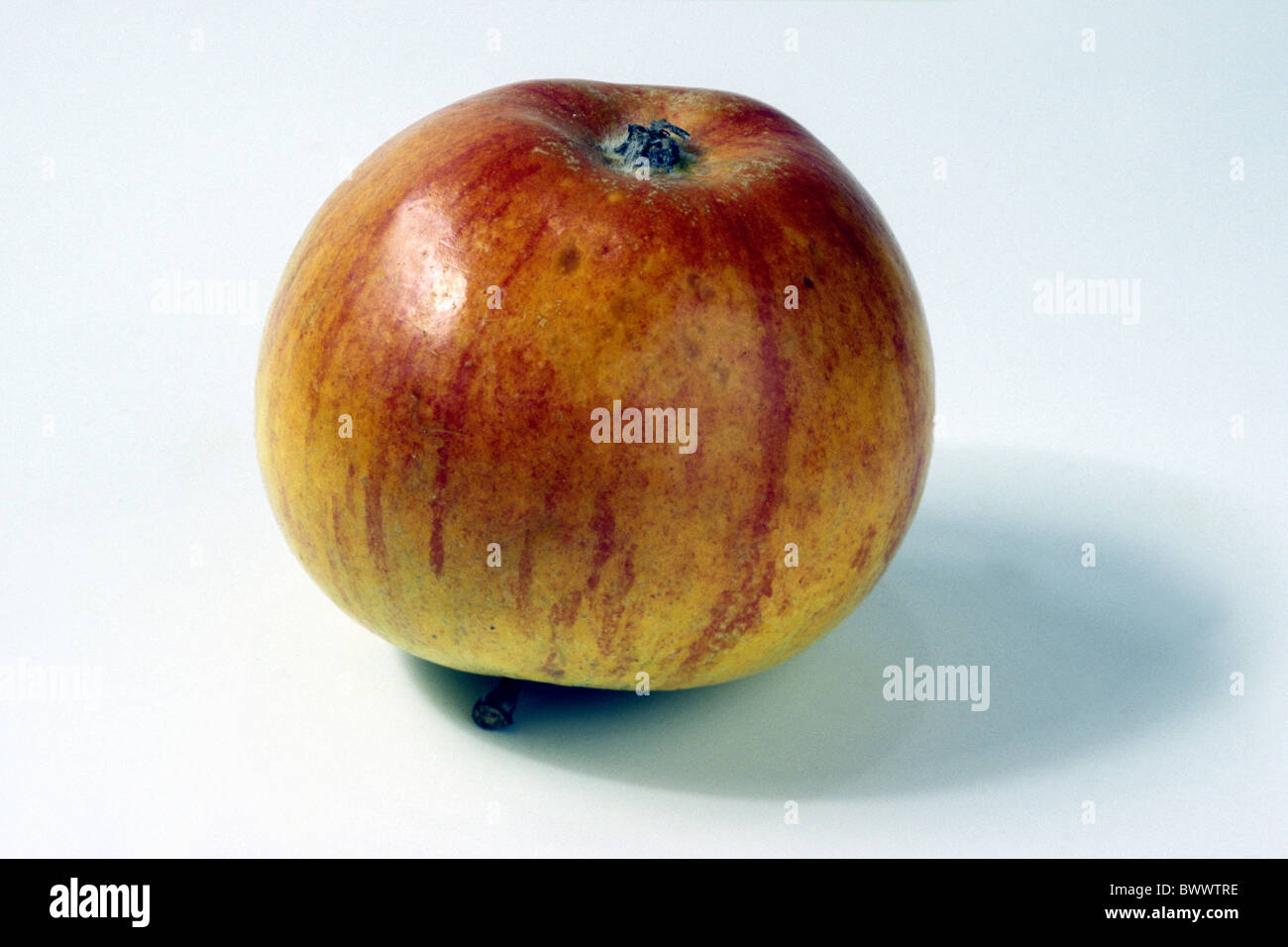 Domestic Apple (Malus domestica), variety: Goldparmaene, fruit, studio picture. Stock Photo