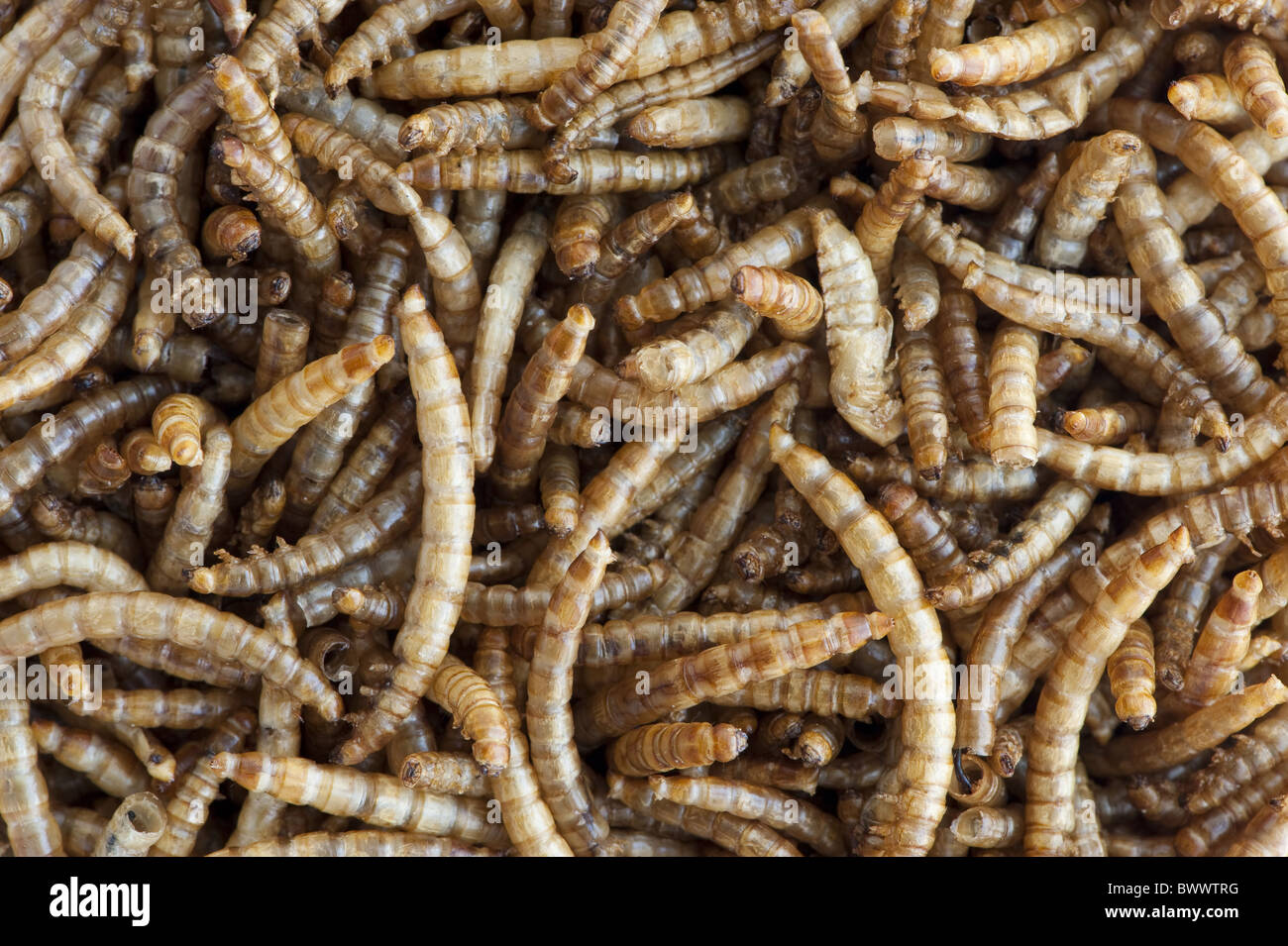 food mealworms wild birds conservation bird birds feeding feed feeds