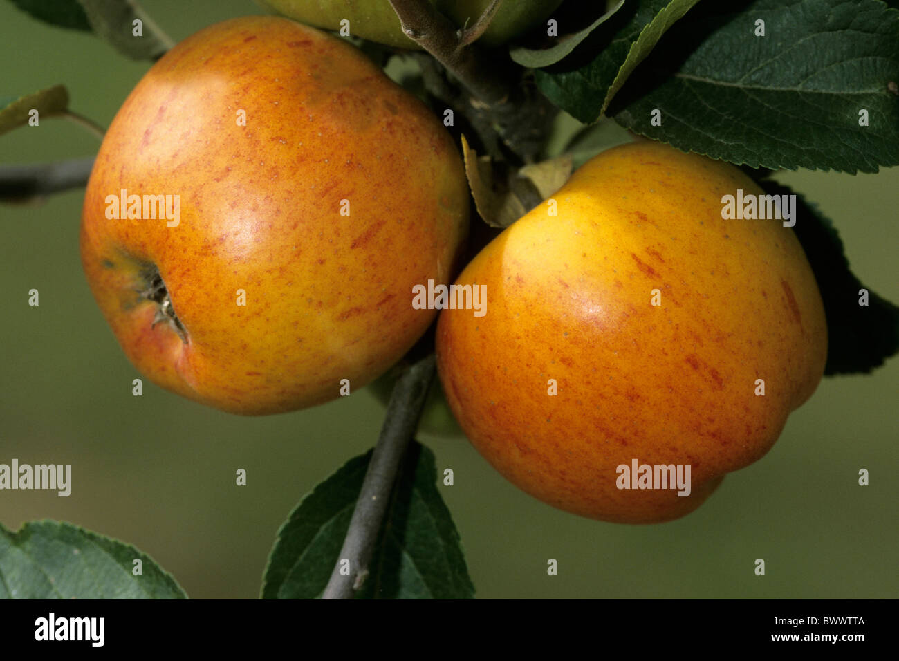 Domestic Apple (Malus domestica), variety: Goldparmaene, fruit on tree. Stock Photo