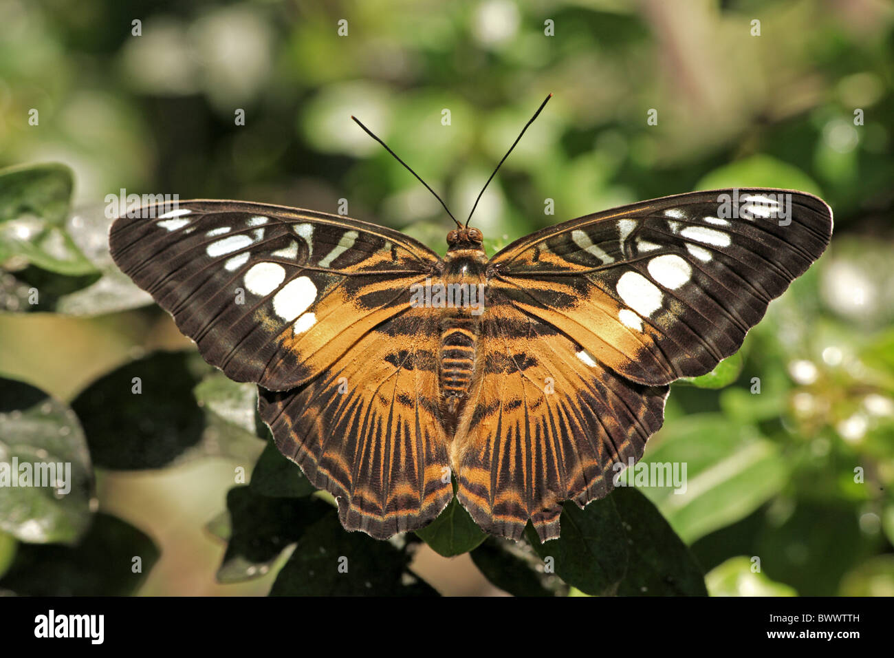 Imago animal animals butterfly butterflies insect insects invertebrate ...