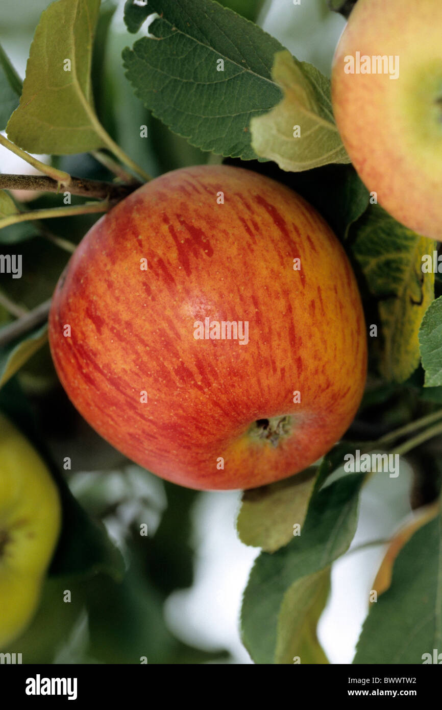 Apple (Malus domesticus), variety: Goldparmaene, fruit on tree. Stock Photo