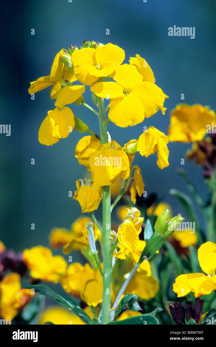 Aegean Wallflower (Cheiranthus cheiri, Erysimum cheiri), flowering. Stock Photo