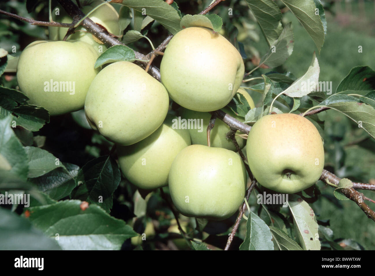 Domestic Apple (Malus domestica), variety: Golden Delicious, branch with bunch of apples. Stock Photo