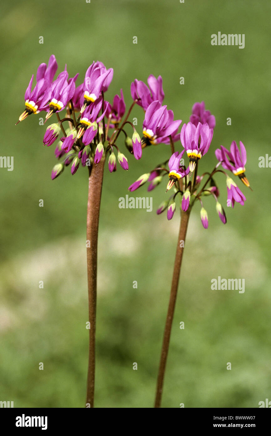 Western Shooting Star (Dodecatheon pulchellum ssp. cusickii) , flowering. Stock Photo