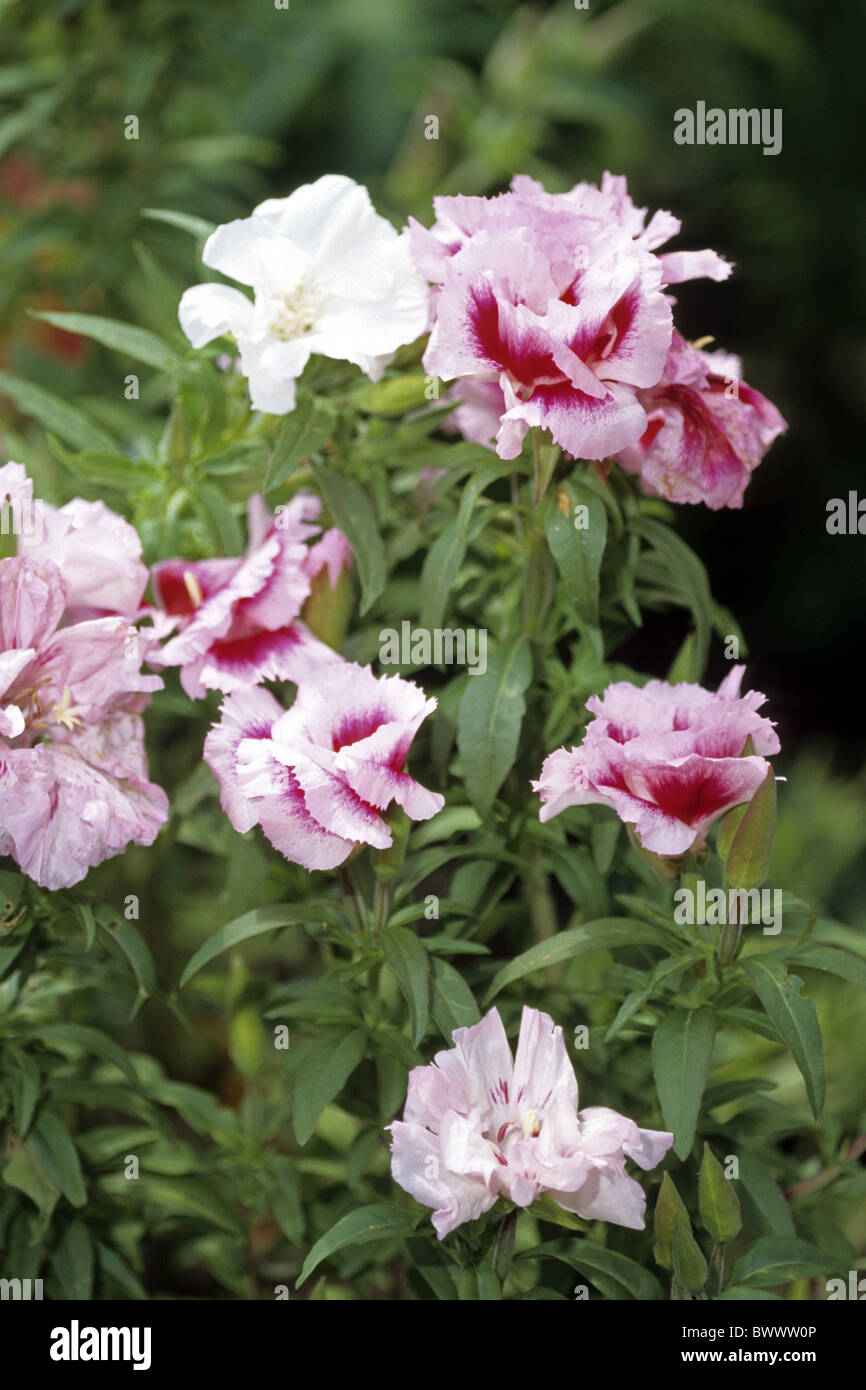 Farewell to Spring, Godetia (Godetia sp., Clarkia sp.), flowering Stock