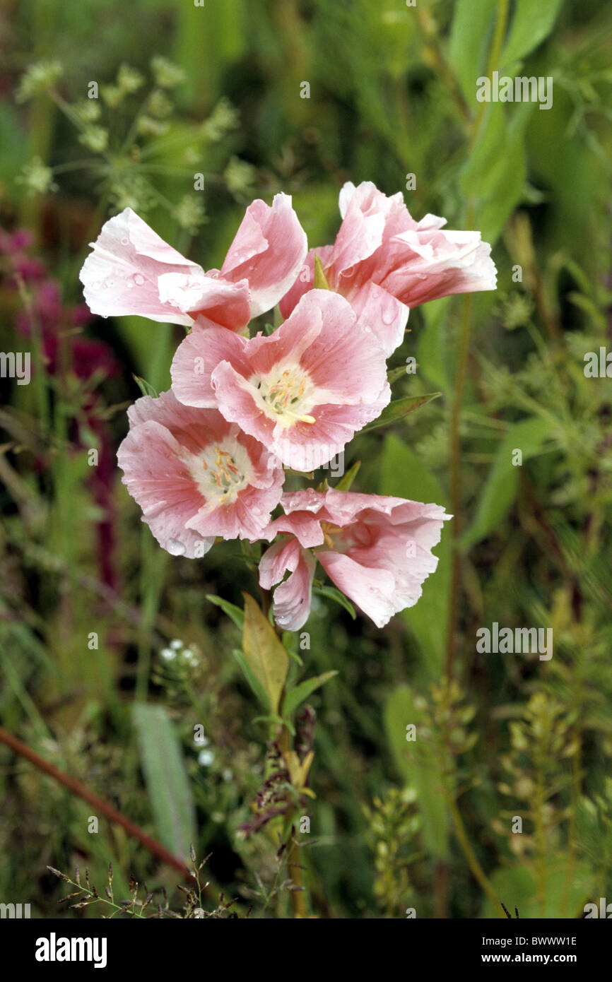 Farewell to Spring, Godetia (Godetia sp., Clarkia sp.), flowering Stock