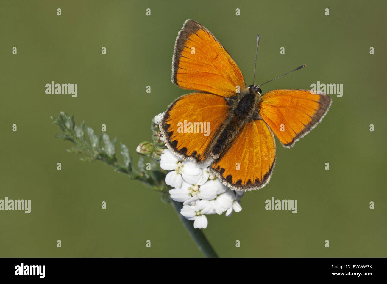 animal animals butterfly butterflies insect insects invertebrate invertebrates arthropod arthropods copper coppers europe Stock Photo