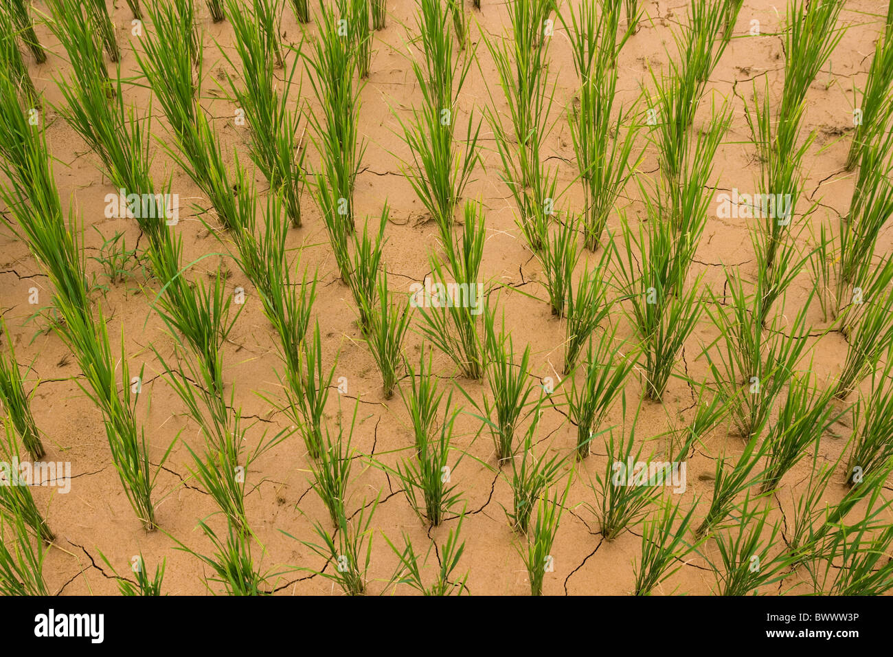 Dry mud rice paddy plants from above Stock Photo