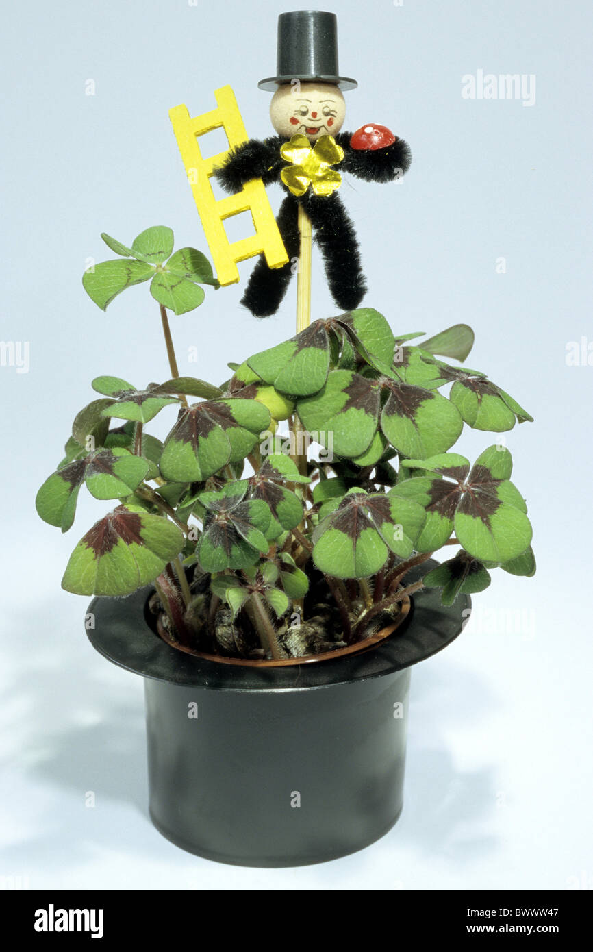 Four-leaved Clover (Oxalis deppei, Oxalis tetraphylla), potted plant with chimney-sweep decoration, studio picture. Stock Photo