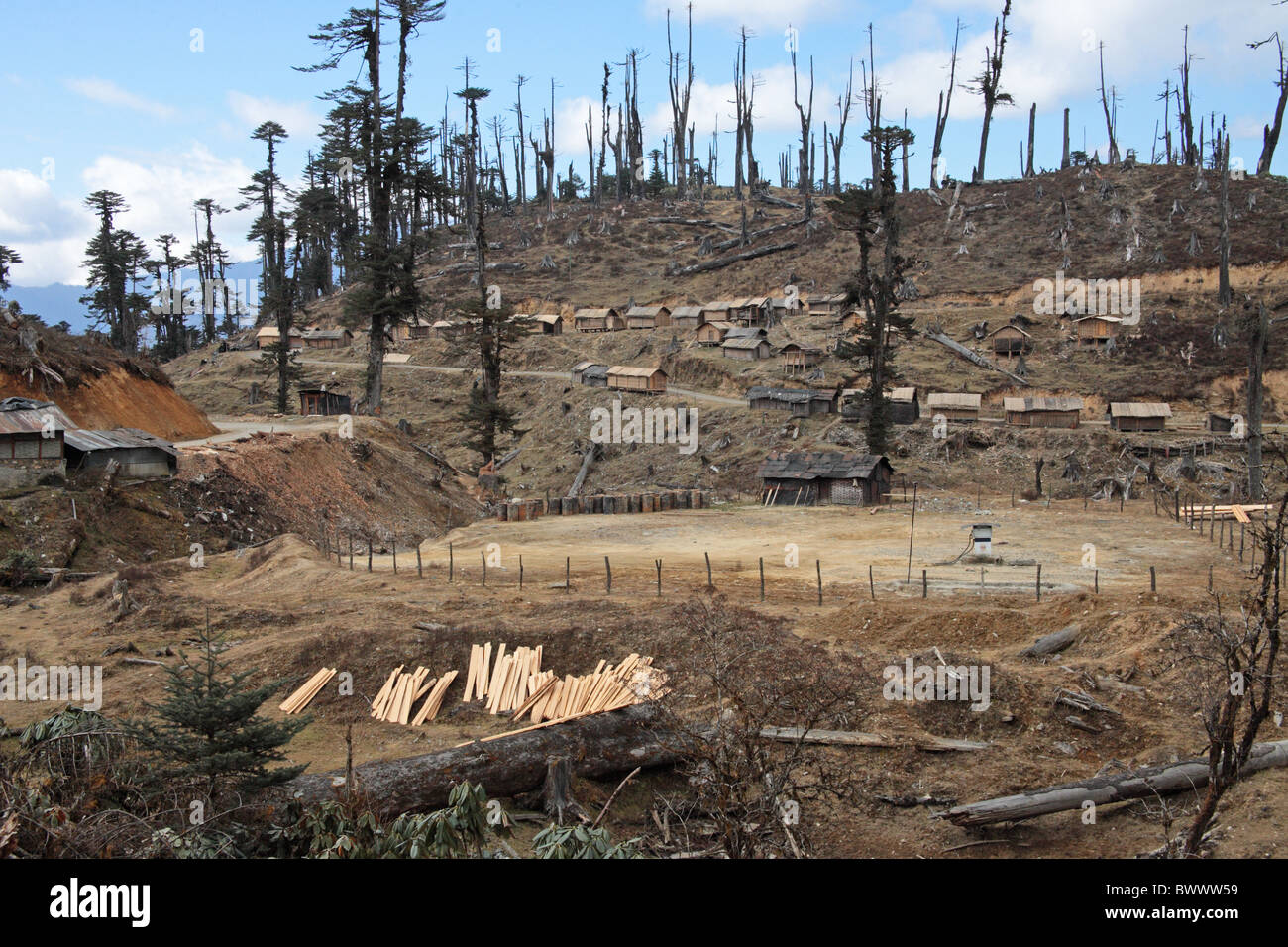 logging environmental degradation destroy destruction forest forests wood woods woodland woodlands habitat habitats tree trees Stock Photo