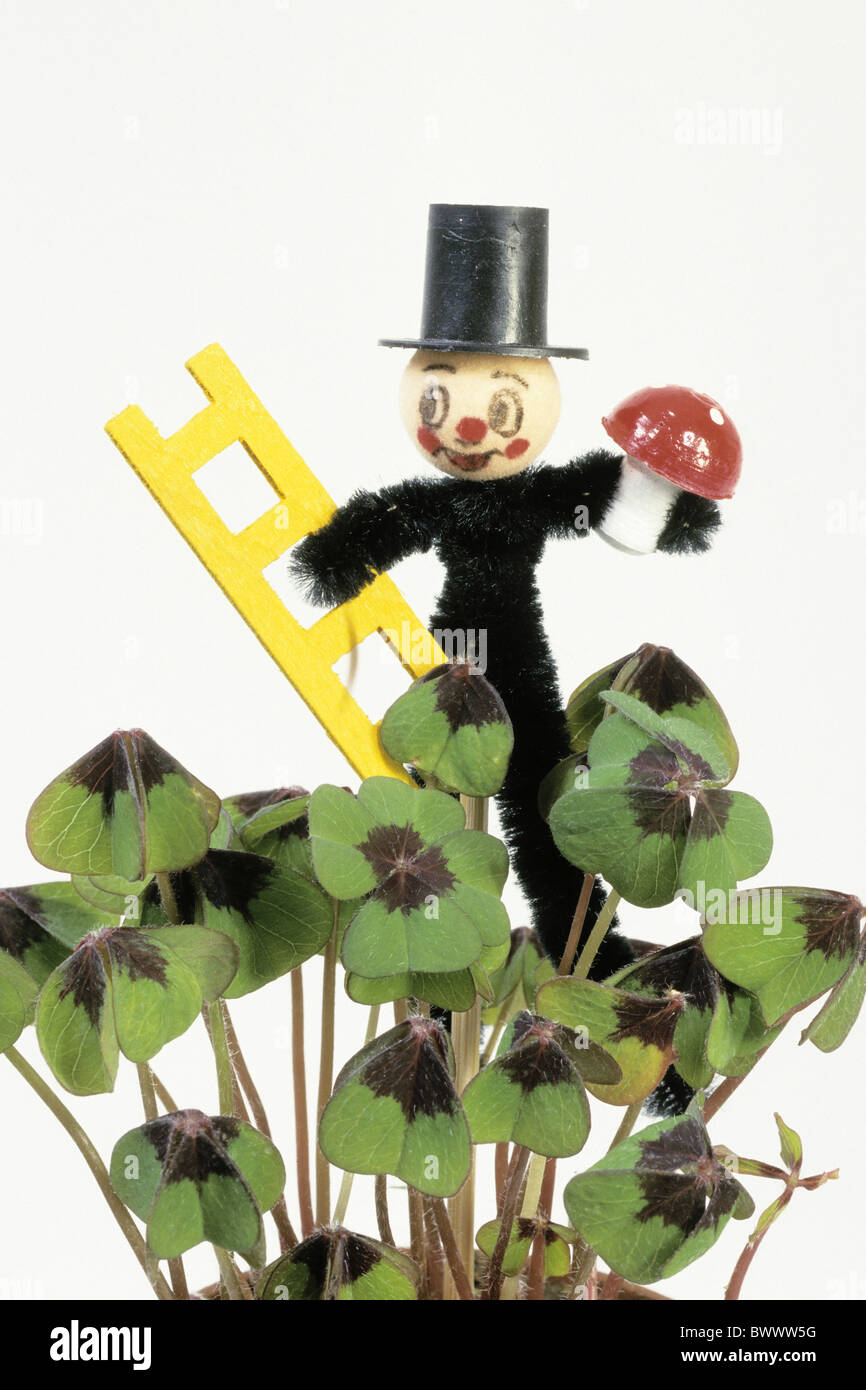 Four-leaved Clover (Oxalis deppei, Oxalis tetraphylla), potted plant with chimney-sweep decoration, studio picture. Stock Photo