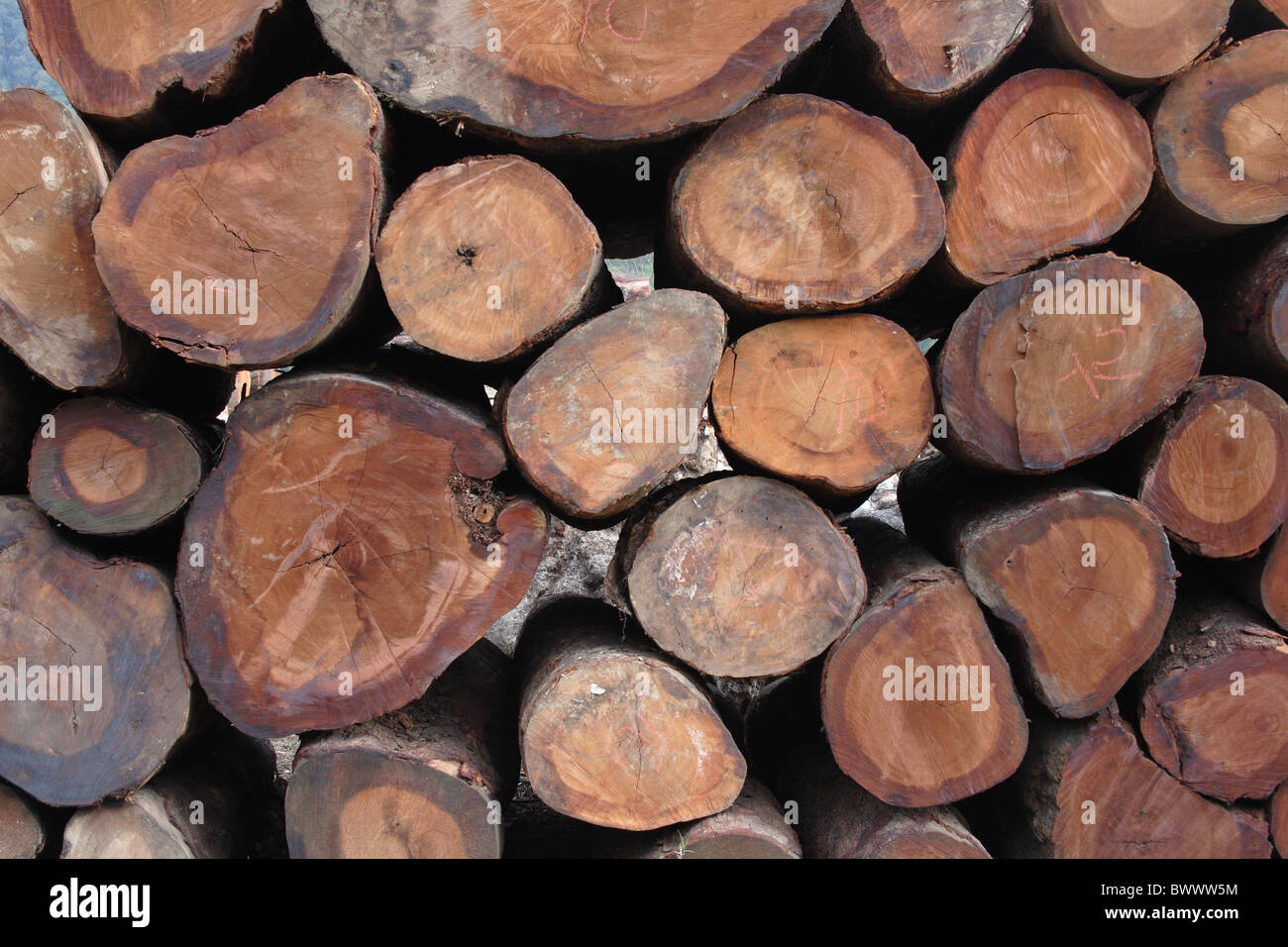 destroy destruction forest forests wood woods woodland woodlands