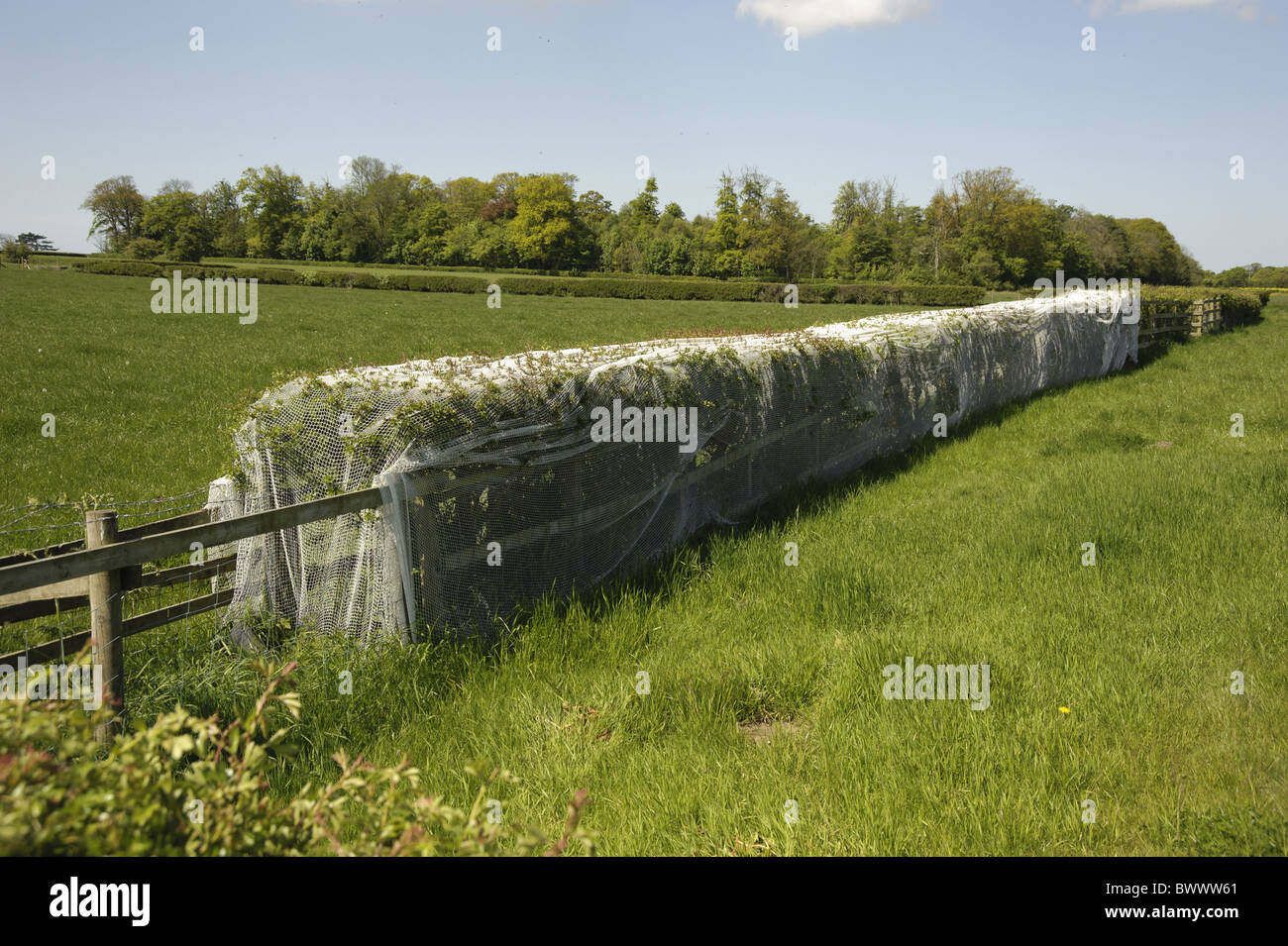 Hedge covered netting prevent birds nesting prior Stock Photo Alamy