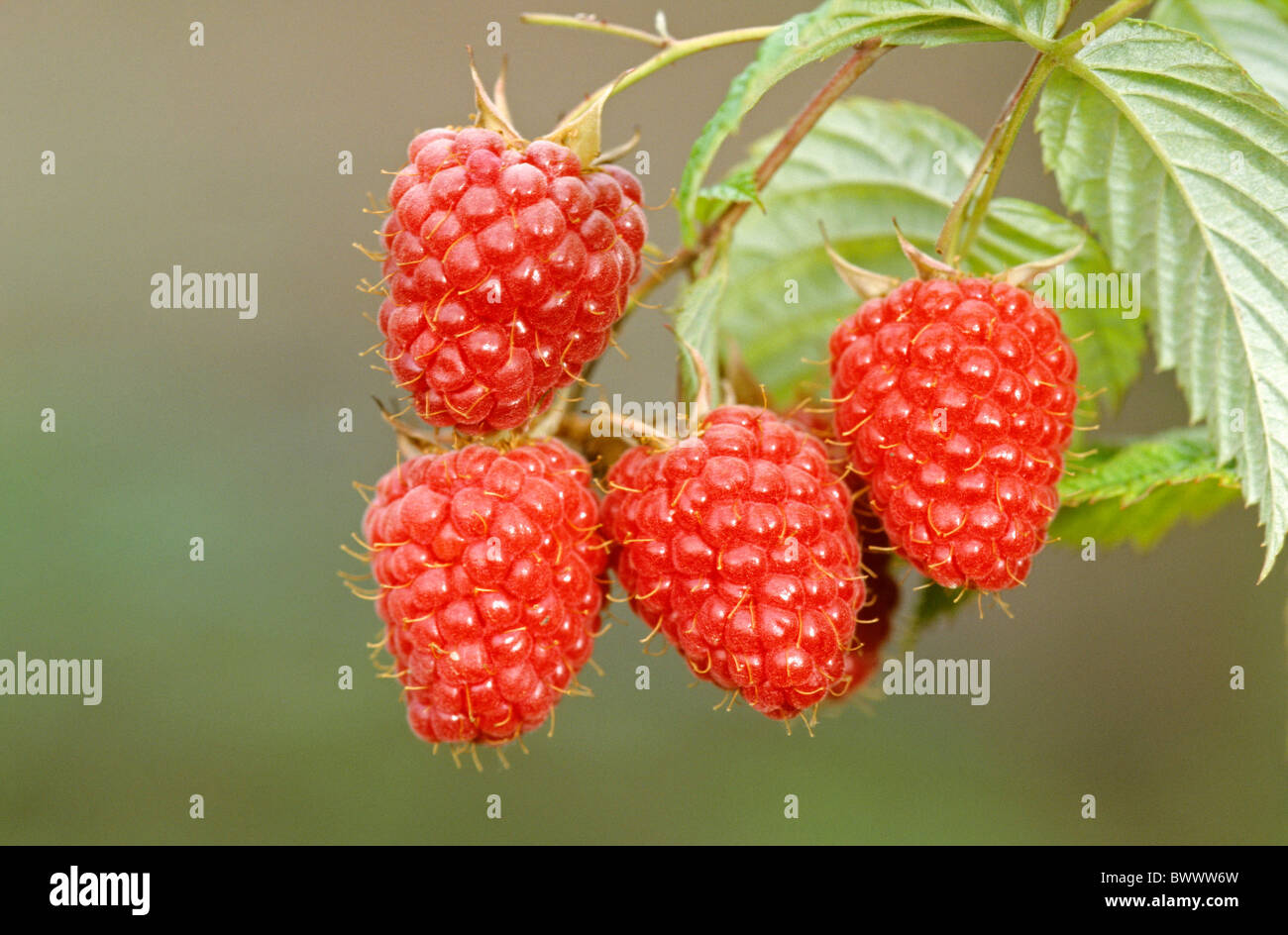 Raspberry (Rubus idaeus), ripe berries. Stock Photo