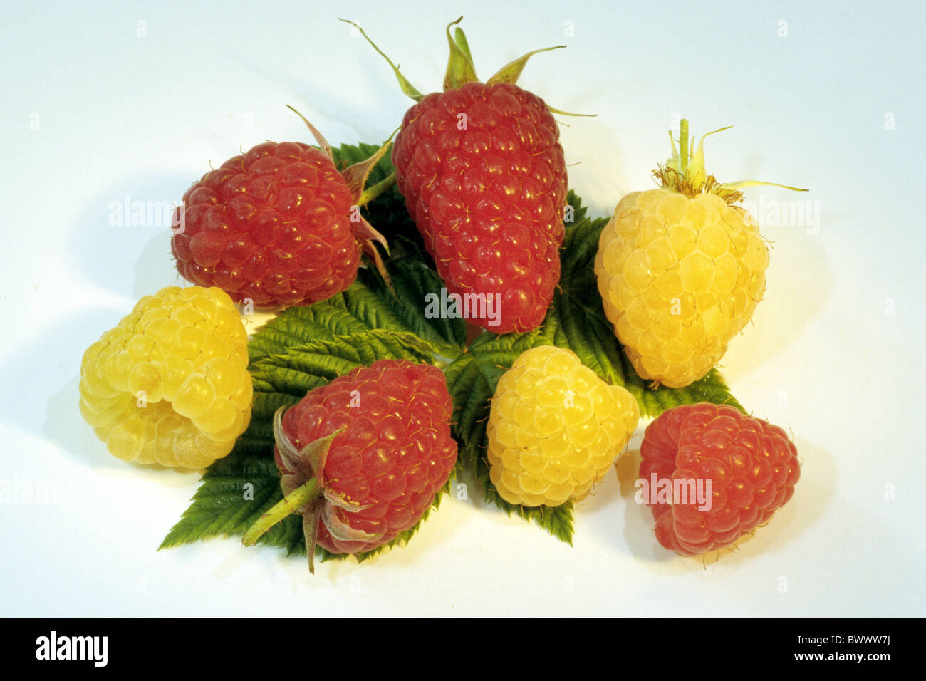 Raspberry (Rubus idaeus), red and yellow ripe berries on leaves, studio picture. Stock Photo