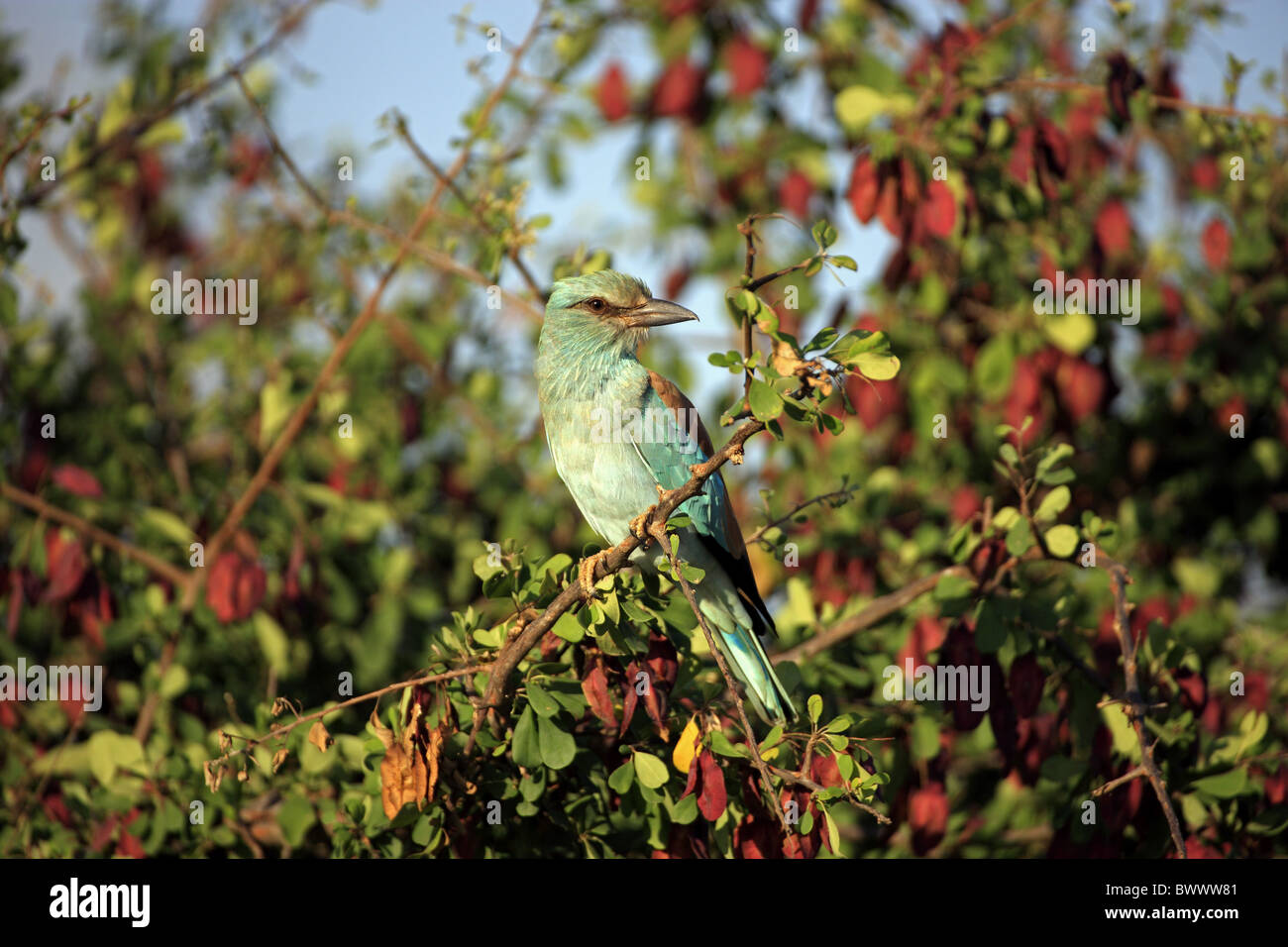 European Roller (Coracias garrulus) adult, perched on branch, Kruger N.P., South Africa Stock Photo