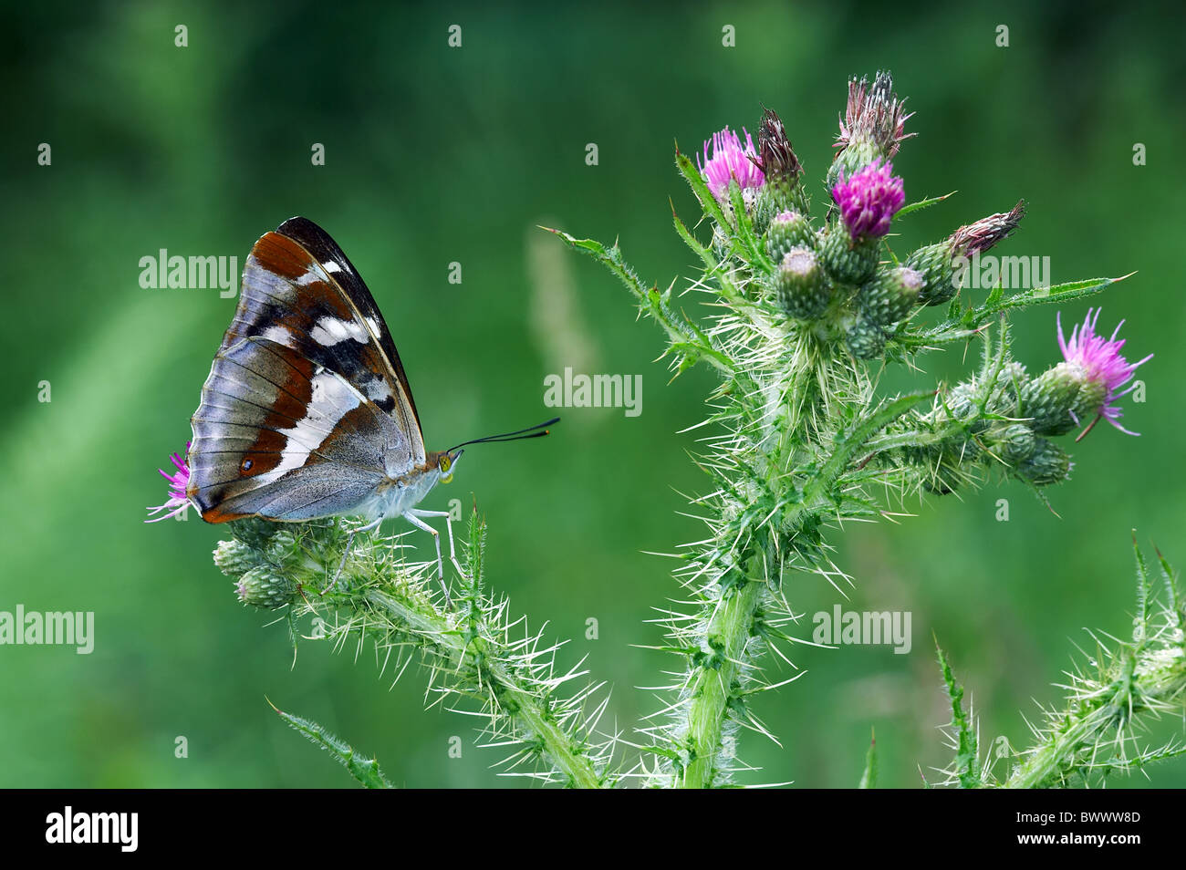 animal animals butterfly butterflies insect insects invertebrate